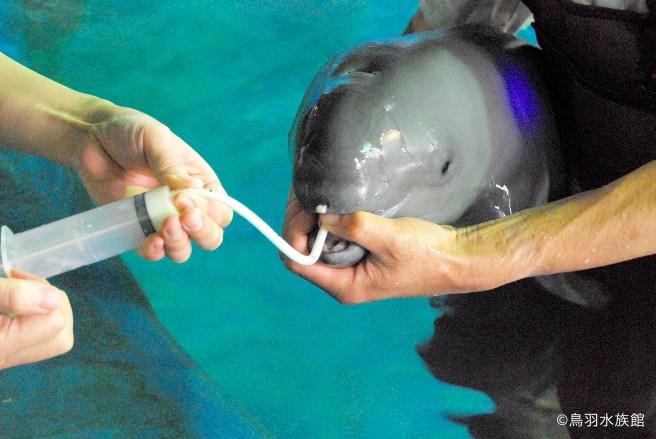 スナメリの人工哺育　管を使ってミルクを飲ませる（鳥羽水族館）